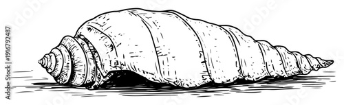 Seashell spiral shell sketch drawing