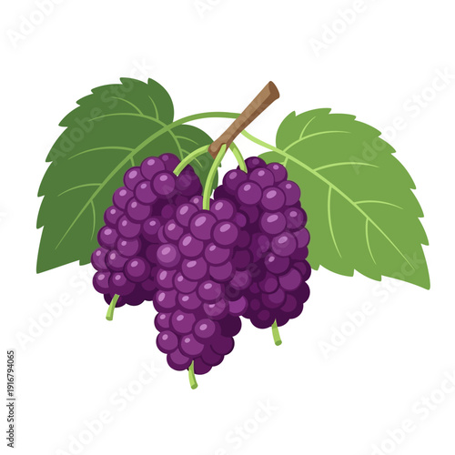 Purple Grapes with Green Leaves.