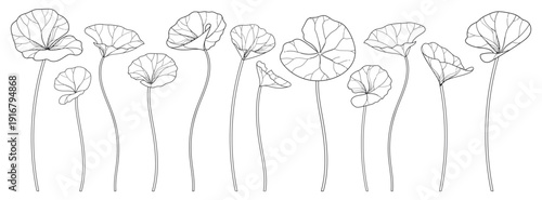 Set of outline Centella (asiatic pennywort) or gotu kola leaves in black isolated on white background.