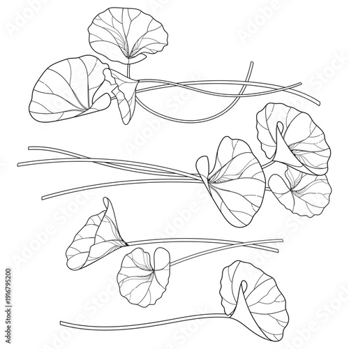 Set of outline Centella (asiatic pennywort) or gotu kola foliage in black isolated on white background.