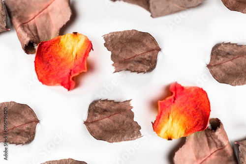 The petals of dried rose on white background symbolizing loss and sadness. The concept associated with emotions and human experiences.