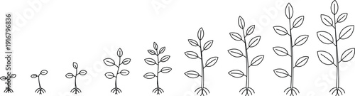 Plant Growth Sequence Seedling Development Stages Botanical Lifecycle Nature Illustration Vector Progression Eco