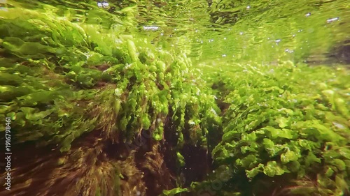 Closs-up of bright green seaweed Sea lettuce, Ulva intestinalis swaying in water current below surface in coastal area, reflecting on water surface, slow motion, underwater view