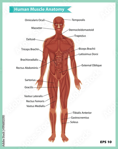Human Muscle Anatomy Labeled Diagram. Detailed Vector Illustration of Major Muscle Groups in the Male Body from Anterior Perspective