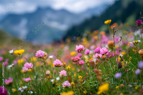 Vibrant meadow filled with colorful pink and yellow blooming wildflowers against a soft mountainous backdrop under a cloudy sky on a bright day