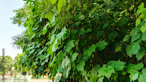Schilderij op canvas Dense green forest foliage with layered leaves natural background