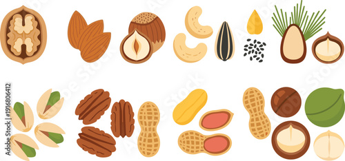 Vector Illustration Set of Healthy Nuts and Seeds Including Walnut Almond Hazelnut Cashew Peanut and Pistachio for Organic Food Packaging Design and Nutrition Education