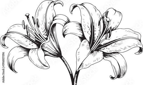 Elegant White Lily Bouquet Vector