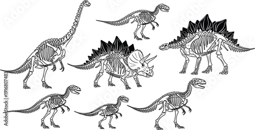 Dinosaur Skeleton Set Vector Illustration Collection of Prehistoric Fossil Bones Tyrannosaurus Stegosaurus Triceratops Brachiosaurus and Raptor Isolated on White Background