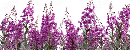 Tall, slender stalks with vibrant purple flowers stand against a white background