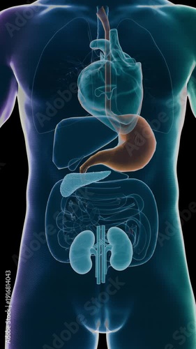 GLP-1 molecule action in intestine, slowing down digestion, lowering visceral fat, obesity management concept, Glucagon-like peptide 1 (GLP1, 7-36) molecule The glucagon like peptide-1 receptor 