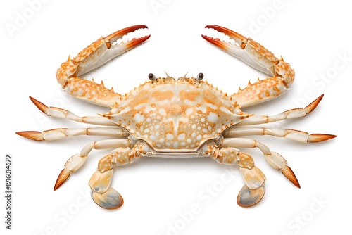 Blue swimmer crab with claws raised on a white background swimming crab crustacean