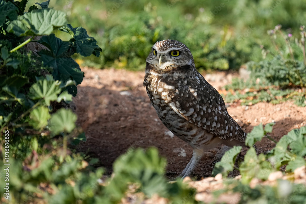 Fototapeta premium Burrowing Owl - Shade