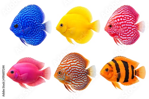 Six Colorful Discus Fish Swimming on White Background cichlid freshwater fish