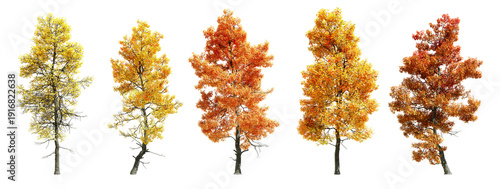 Set of acer buergerianum tree with autumn leaves, isolated on transparent background. 3D render.