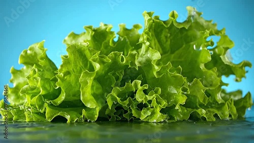 Fresh green lettuce is being washed with clean water in studio shot.