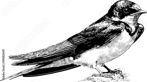 A monochrome illustration of a bird perched on a branch, its body facing towards the right