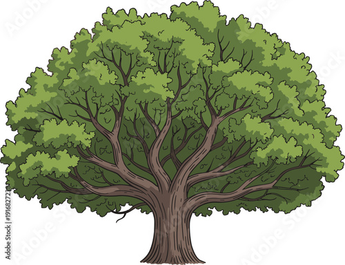 Detailed vector illustration of a massive green oak tree with thick textured brown bark isolated on a clean white background.
