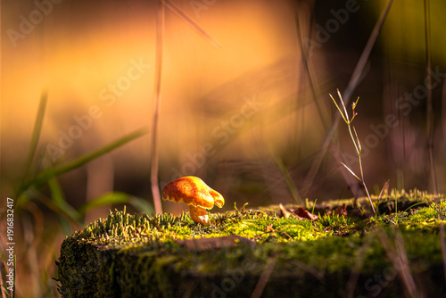Fotografía Auf einem moosgrünen Thron steht ein winziger Pilz und badet im goldenen Abendlicht, als hätte die Sonne ihm persönlich einen letzten Vorhang aus Wärme geschenkt