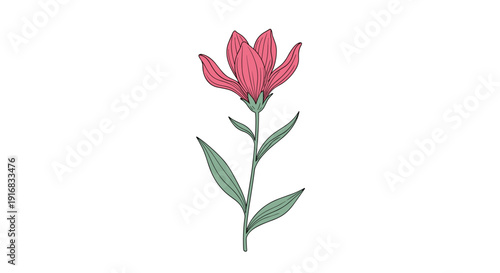 Elegant pink lily flower with detailed petals and green leaves growing on a slender stem illustrated in a detailed vintage style.