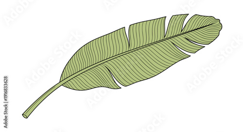 Single green banana leaf illustrated with fine line textures and a sturdy stem, perfect for tropical and botanical themed graphic design projects.