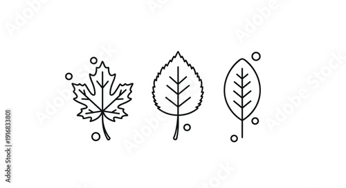 Set of three different leaf outlines including a maple leaf a birch leaf and an oval leaf with decorative circles.