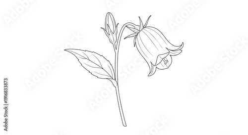 Delicate line drawing of a bellflower with one open bloom and one bud on a stem with a single green leaf.