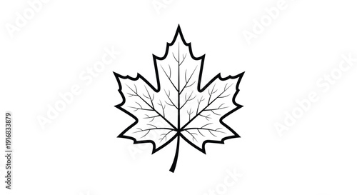 Large single maple leaf shown as a detailed black outline drawing with visible veins on a clean white background.