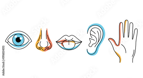 Educational collection of icons represents the five human senses including sight, smell, taste, hearing, and touch for biology and health themes.