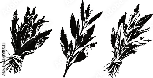Herbs bundles and sprigs set hand drawn botanical illustration of leaves and stems collection