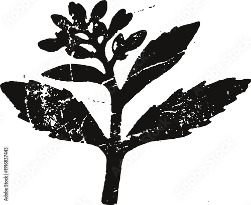 black silhouette of a small flowering plant with detailed leaves and buds