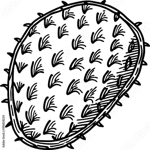 Hand drawn prickly pear cactus fruit illustration with detailed texture and spines