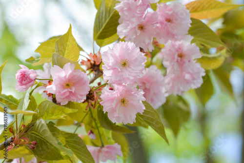 Japanese flowering cherry Kanzan - Latin name - Prunus serrulata Kanzan
