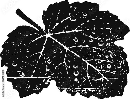 Single grapevine leaf silhouette with water droplets isolated on white background for nature design