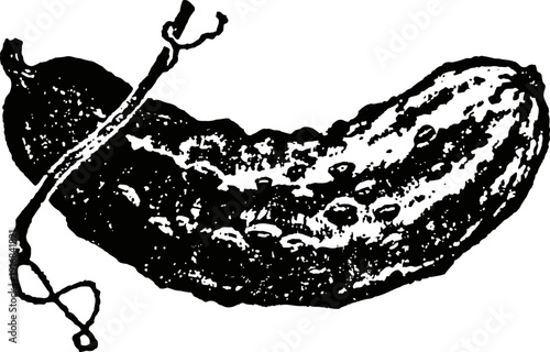 vintage illustration of a cucumber with a stem, detailed botanical sketch of vegetable produce