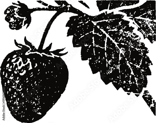 Black and white strawberry illustration with leaves and small flower on the stem