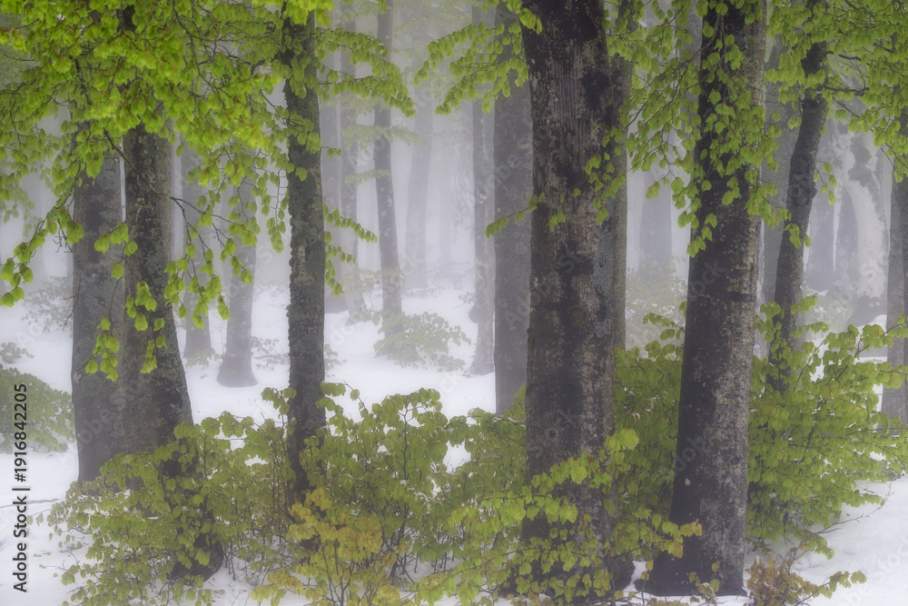 Fototapeta premium Atmospheric beech forest landscape featuring vibrant spring foliage emerging through late winter snow and thick fog. High-key, soft lighting with a serene, minimalist composition.