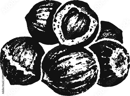 Hand drawn hazelnuts cluster illustration with detailed texture and cracked shells in black and white