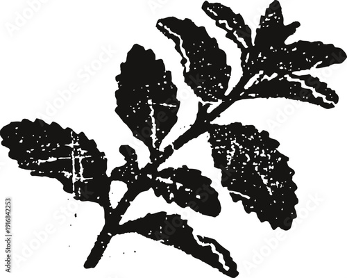 Black ink botanical illustration of a branch with textured leaves and organic shapes in vintage