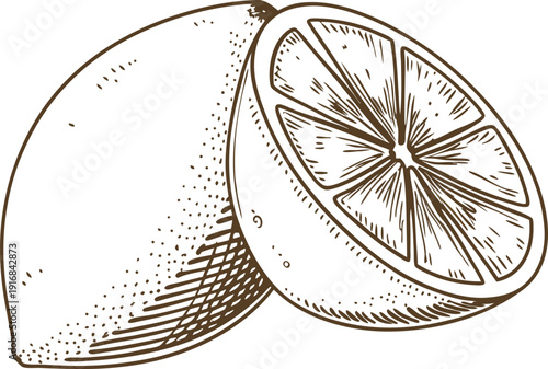 Hand drawn lemon illustration with half cut citrus fruit detailed sketch in vintage