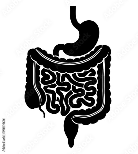 Digestive system anatomy illustration, accurate representation of the human stomach, small intestine, and large intestine in silhouette
