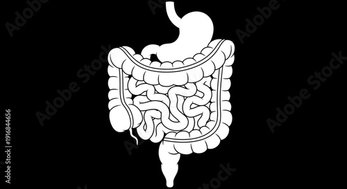 An illustration of the human digestive system, including the stomach and intestines, displayed against a black background