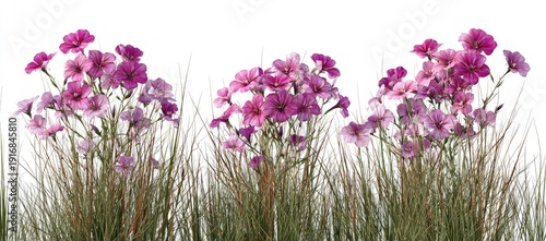 Delicate pink blooms rise from wispy grass