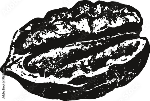 Pecan nut illustration detailed black and white close up of a single whole pecan nut natural organic food