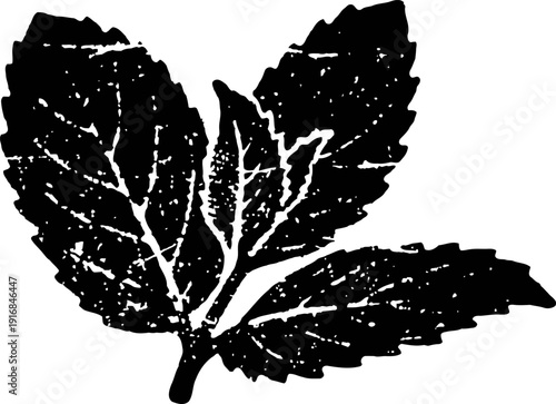 Vintage illustration of mint leaves with detailed veins and textured surface in black and white