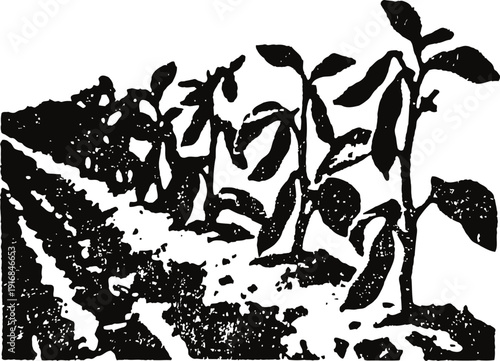 Row of young plants growing in garden soil with leaves and stems