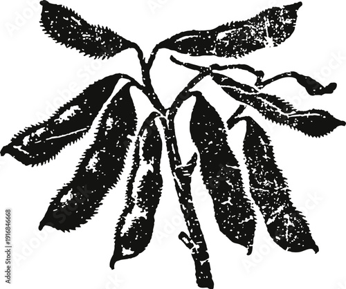 Illustration of branch with elongated rough textured leaves in vintage drawing