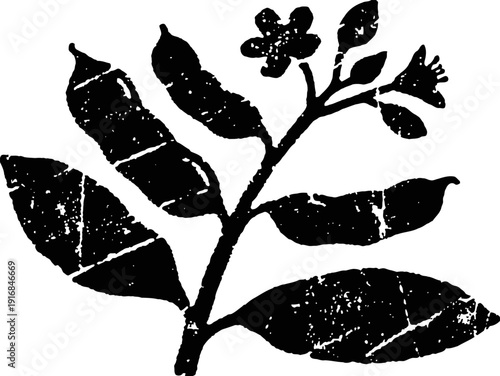 Vintage botanical illustration of a flowering plant branch with leaves and blossoms