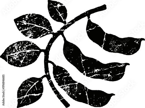 Black silhouette of a branch with leaves and pods in vintage distressed