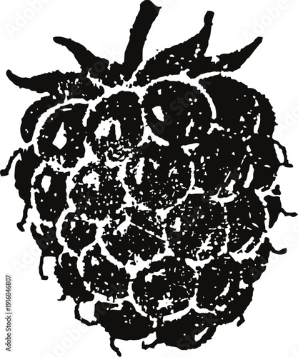 Black raspberry detailed illustration single berry with seeds and small leaves organic healthy fruit sketch